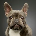 What is a Frenchton Dog? Common Myths and Facts You Need to Know